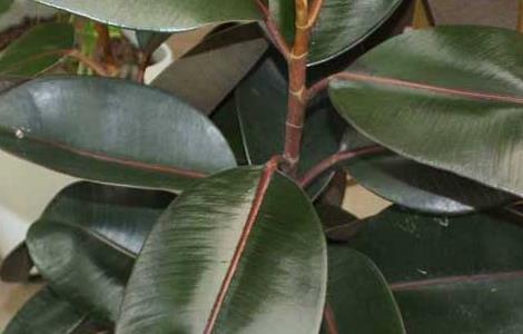 橡皮树可以水培吗（橡皮树可以水培吗,橡皮树的水培方法）