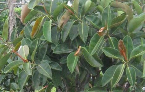 橡皮树怎么浇水 橡皮树怎么浇水施肥