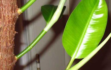 橡皮树的作用有哪些（橡皮树的作用是什么）