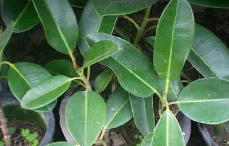 橡皮树的修剪方法（盆栽橡皮树的修剪方法）