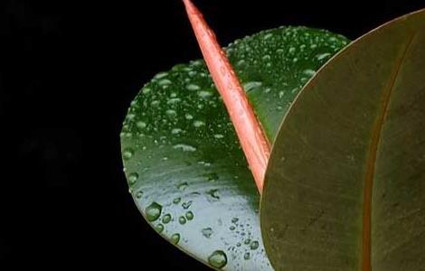 橡皮树的风水作用（橡皮树的风水作用和功效）