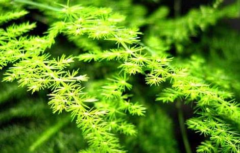 文竹浇白糖水好吗 文竹浇白糖水好吗?