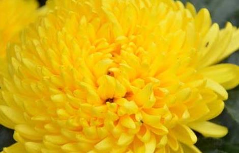 菊花的象征意义（兰花的象征意义）