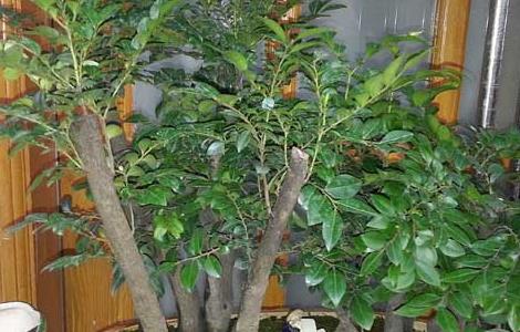 小叶紫檀盆景怎么养护（正宗小叶紫檀树图片）