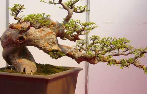 榆树盆景养护与制作(榆树盆景的制作)