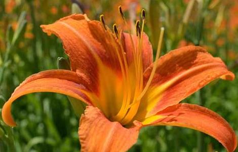 萱草的花语和传说 萱草的花语和传说是什么