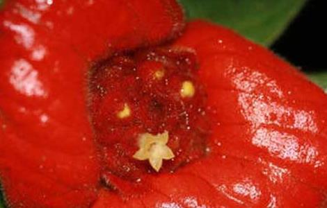 嘴唇花是什么植物（嘴唇花百科）