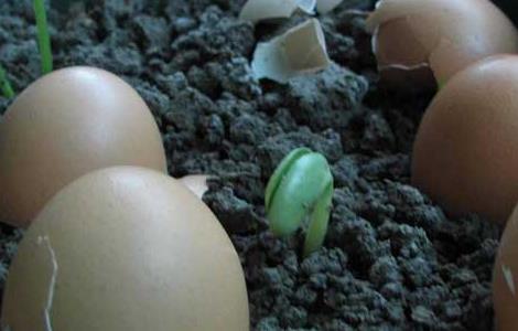 家庭自制花肥方法大全（家庭养花自制花肥29种方法）