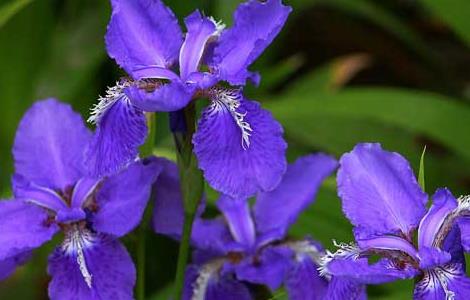 鸢尾花的养殖方法（鸢尾花如何养殖）