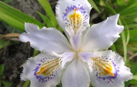 鸢尾花的花语和传说（鸢尾属植物 花语）
