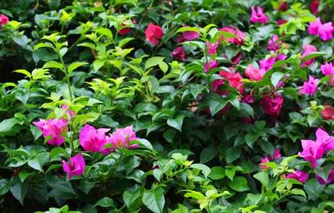 三角梅养殖方法和注意事项（三角梅老桩的养殖方法和注意事项）