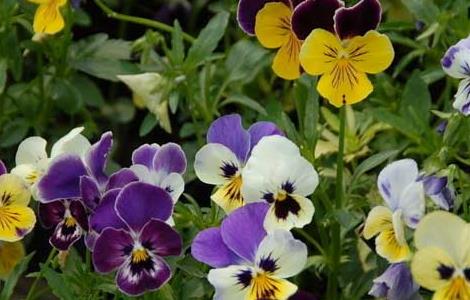 三色堇种子怎么种（三色堇的种子是什么样子的）