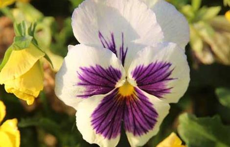 三色堇的种植方法（三色堇的种植方法和注意事项）