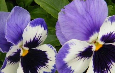 三色堇的花语和传说（三色堇的花语和含义）