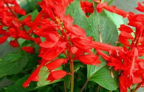 一串红怎么种植才好 一串红怎么种植才好?