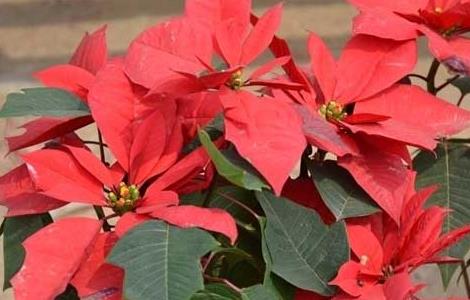 一品红怎么养殖才好 一品红好养吗?怎么养