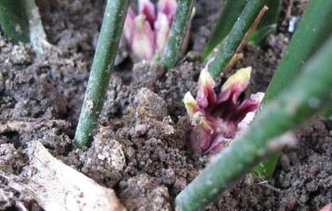 一叶兰会开花吗 一叶兰会开花吗有毒吗