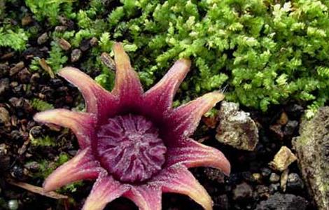 一叶兰怎么养才好 一叶兰怎么养才好活