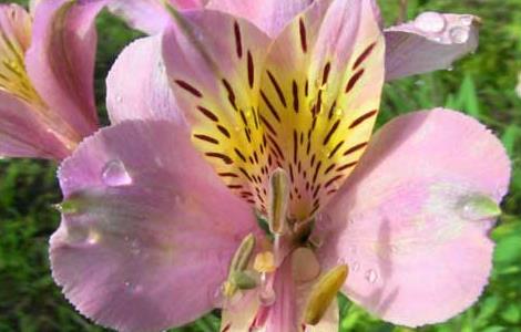 六出花的养殖方法 六出花的养殖方法和注意事项