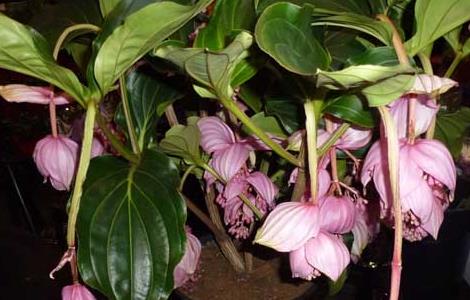 宝莲花的养殖方法(宝莲灯花的养殖方法和注意事项)