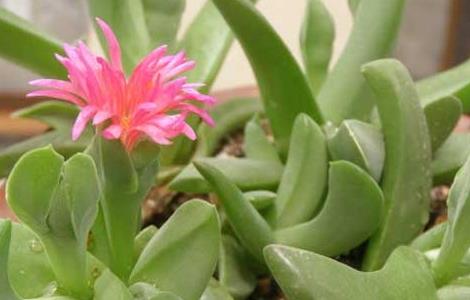 宝绿的养殖方法 花卉绿宝的养殖方法