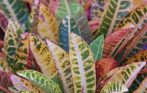 变叶木的养殖方法 变叶木的养殖方法和注意事项