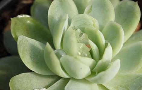 冰莓月影怎么养殖 冰莓月影怎么养殖视频