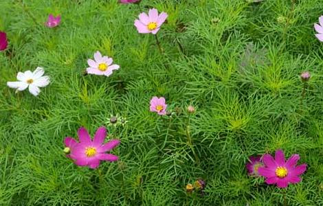 波斯菊的种植方法(波斯菊种子的种植方法和时间)