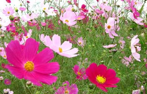 波斯菊的花语和传说(波斯菊的花语和传说是什么)