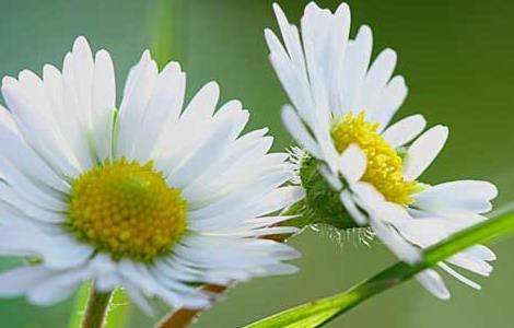 雏菊种子怎么种（雏菊种子怎么种才发芽）