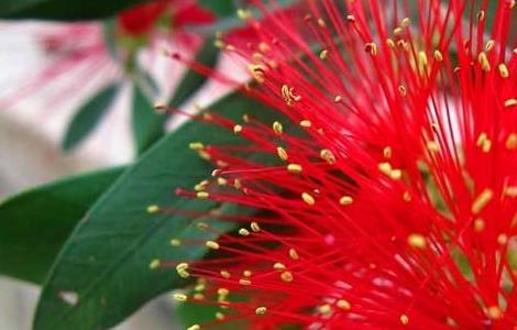 红千层的养殖方法 盆栽红千层养殖方法