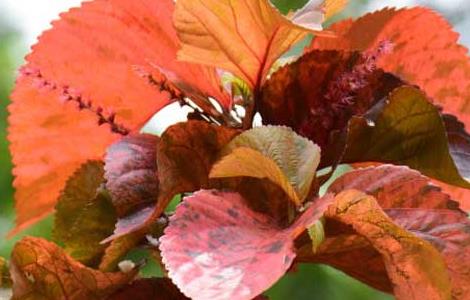 红桑的栽培技术（红桑的栽培技术视频）