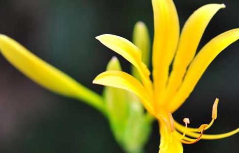 忽地笑是不是彼岸花（忽地笑和彼岸花哪个有毒）