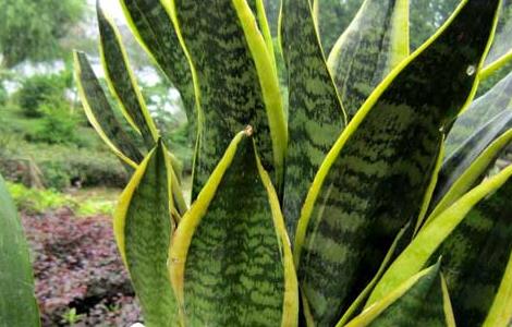 盆栽虎皮兰怎么养才好 虎皮兰用什么盆栽培最好