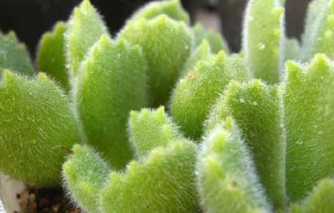 熊童子怎么繁殖 熊童子怎么繁殖?