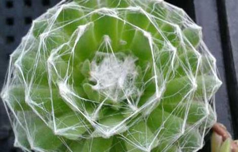 蛛丝卷绢的养殖方法 蛛丝卷绢怎么养繁殖