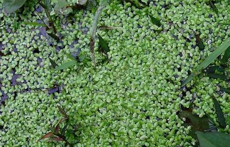 浮萍是什么意思 浮萍的人生哲理