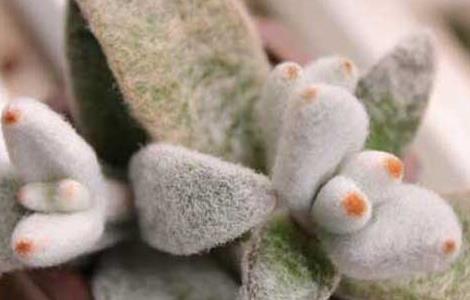 福兔耳的养殖方法 垂耳兔养殖方法