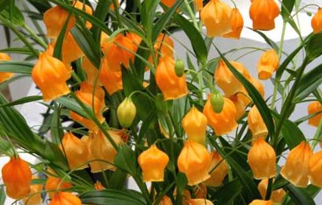 宫灯百合的养殖方法 宫灯百合盆栽