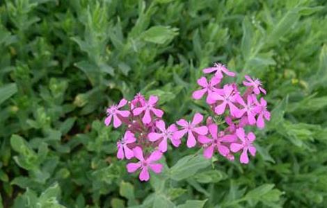 高雪轮的养殖方法 高雪轮几月播种