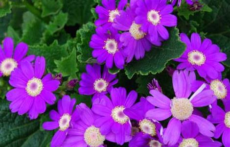 瓜叶菊的养殖方法 瓜叶菊的养殖方法和注意事项上什么肥