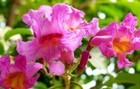 红花风铃木栽培技术 红花风铃木栽培技术视频