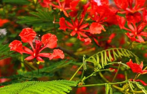 红花楹的栽培技术 红花楹适合在哪里种植