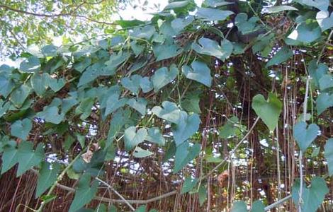 锦屏藤怎么种植 锦屏藤种植技术