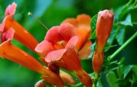 凌霄花的养殖方法 硬骨凌霄花的养殖方法