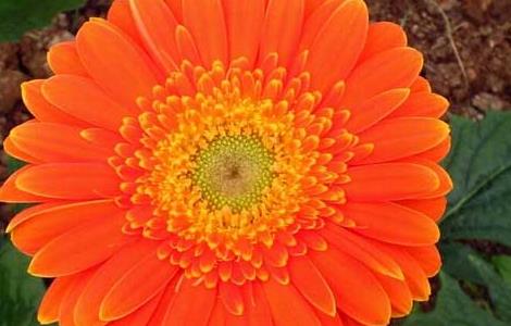 非洲菊的花语和寓意 黄色非洲菊的花语和寓意