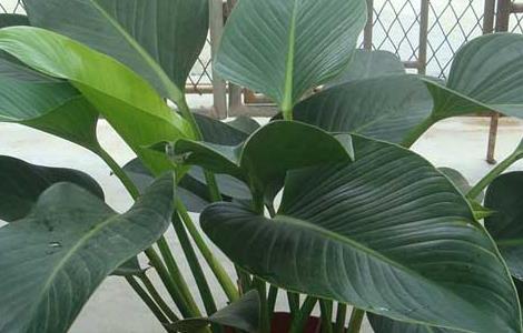 金钻的养殖方法和注意事项 大叶金钻的养殖方法和注意事项