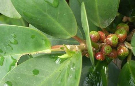 金钱榕的养殖方法(小叶金钱榕的养殖方法)