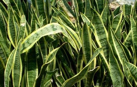 金边虎尾兰怎么养才好（金边虎尾兰怎么养才好看）