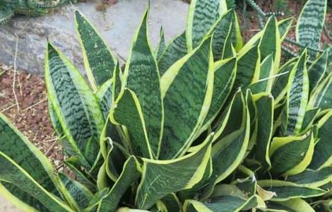 金边虎尾兰怎么养